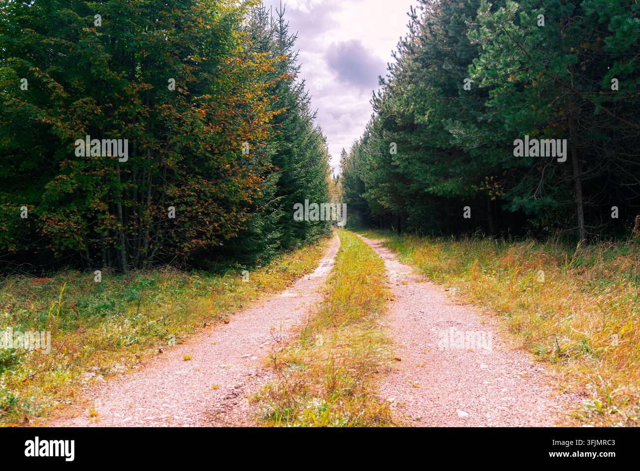Sentiero nella foresta con fogliame autunnale e luce calda con spazio per il testo. Foto Stock