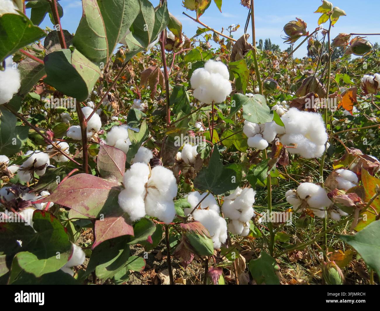 Primo piano di capsule di cotone biologico mature che crescono su una pianta di cotone prima della raccolta in un campo agricolo. Foto Stock