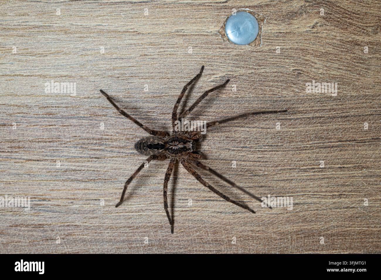 Una vista macro ravvicinata di un grosso ragno domestico marrone che riposa piatto su una superficie di pannello con venatura del legno dettagliata vicino a una testa di vite metallica. Foto Stock