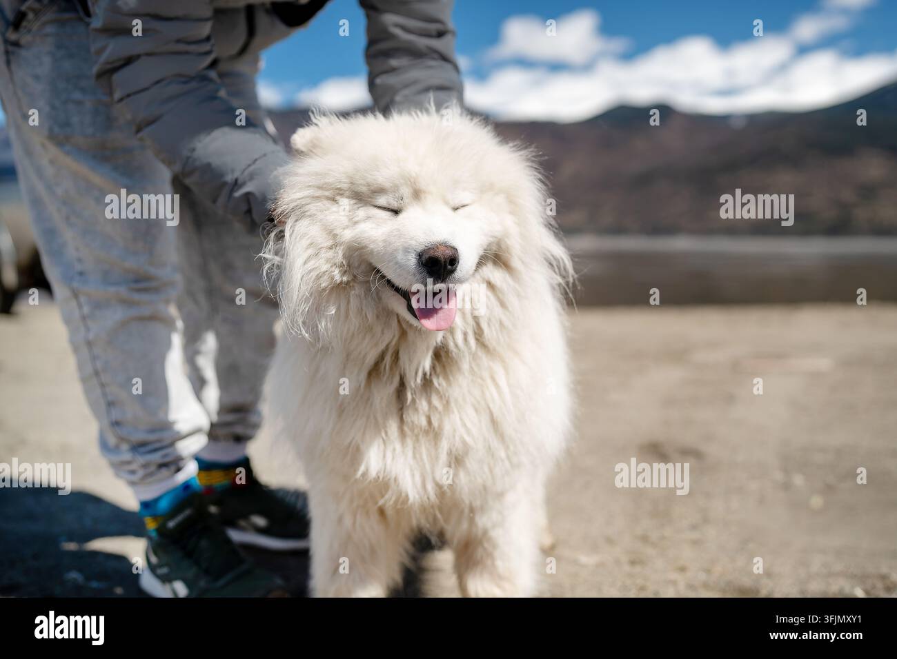 Un felice cane Samoiedo gode con gioia di una giornata assolutamente meravigliosa all'aperto in mezzo alla bellezza della Natura Foto Stock
