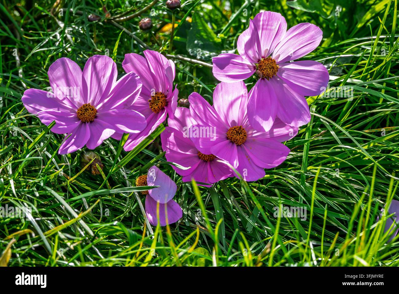 Fiori viola del Cosmos bipinattus si annidano tra l'erba verde. Foto Stock