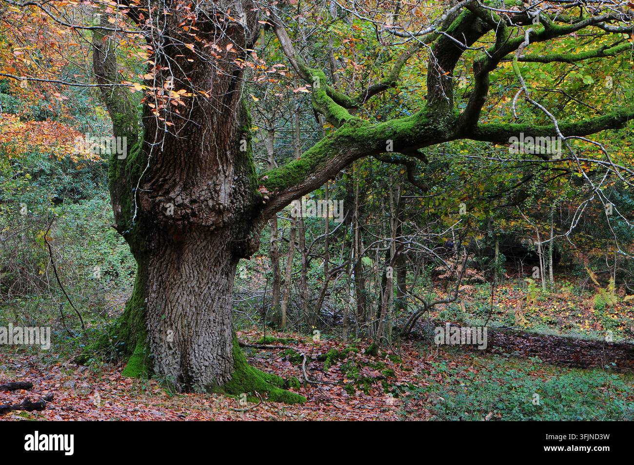 Swan Green vicino a Emery Down, New Forest National Park Hampshire, Regno Unito Foto Stock