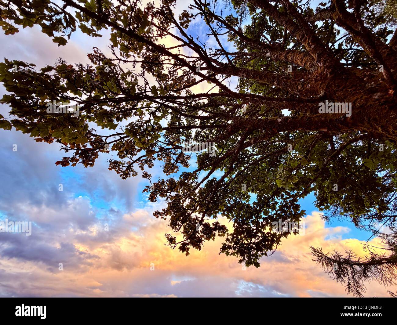 Vista ad angolo basso che guarda attraverso i rami scuri degli alberi e il fogliame verso un cielo drammatico al tramonto con nuvole cumulo dorate Foto Stock