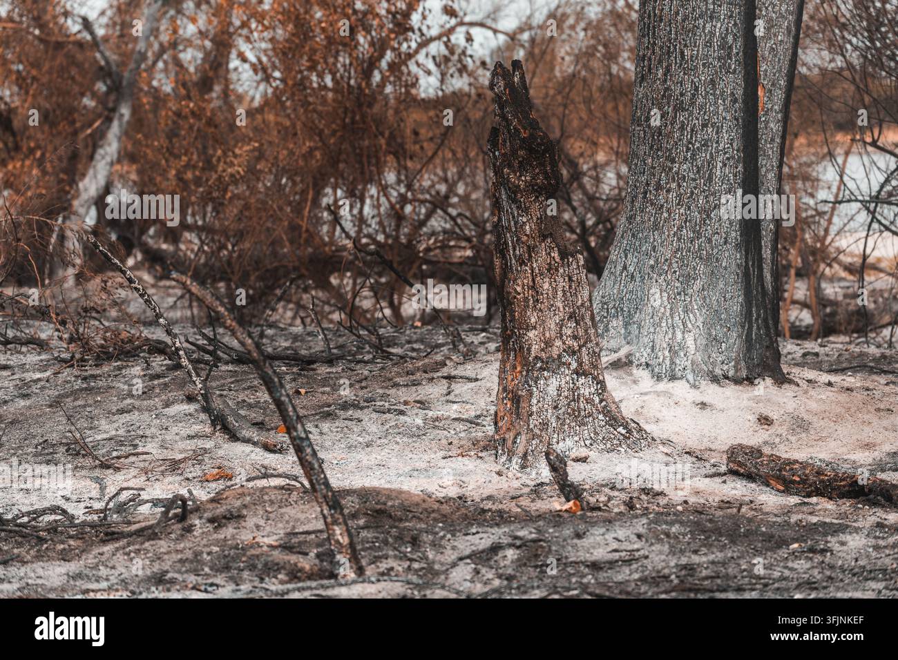 Scatto all'altezza degli occhi di tronchi di alberi carbonizzati e terreno coperto di cenere dopo un incendio boschivo. Messa a fuoco selettiva. Foto Stock