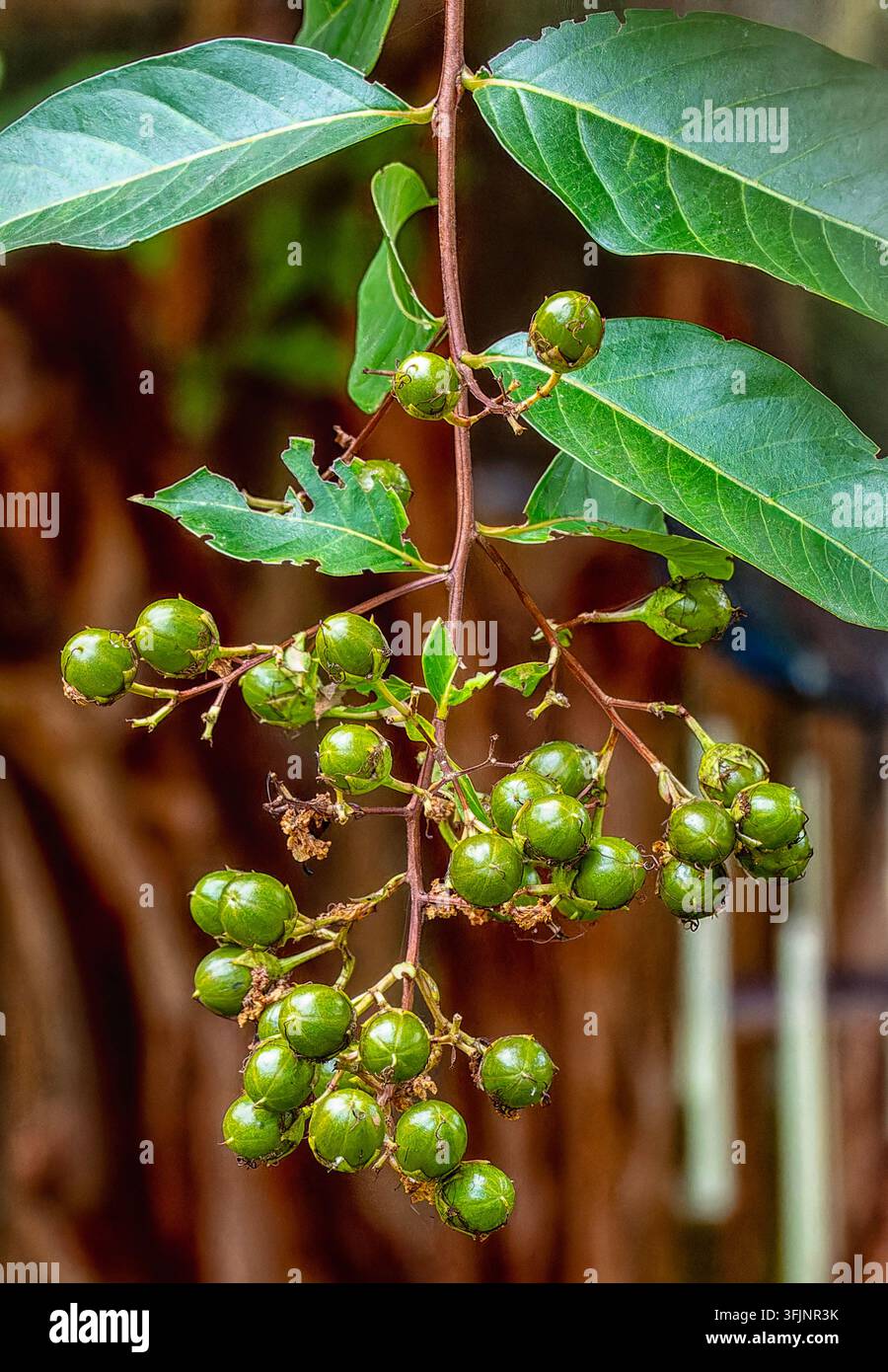 I frutti sferici verdi in via di sviluppo e le foglie alternate di una specie di albero, forse appartenente al genere Microcos o a un gruppo di piante correlate. Foto Stock