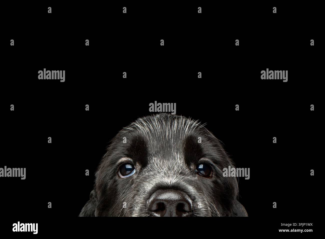 Cucciolo di English Cocker Spaniel giocoso sbircia curiosamente sopra il bordo inferiore del fotogramma, occhi birichini e orecchie cadenti visibili, isolato su sfondo nero Foto Stock