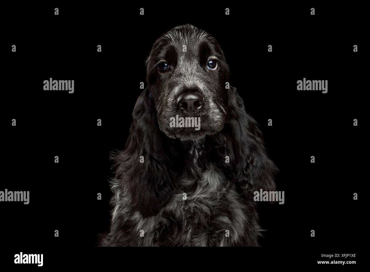 Adorabile cucciolo di English Cocker Spaniel con mantello morbido e ondulato, lunghe orecchie cadenti, sguardo gentile e curioso, bocca chiusa, isolato su sfondo nero Foto Stock