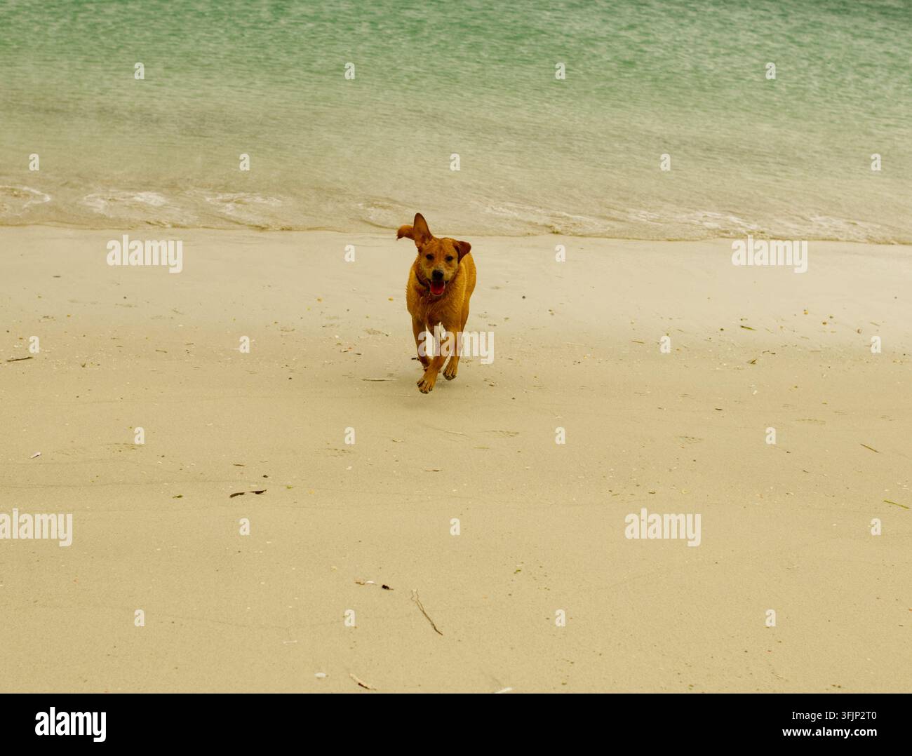 Giovane Labrador Retriever sulla spiaggia Foto Stock