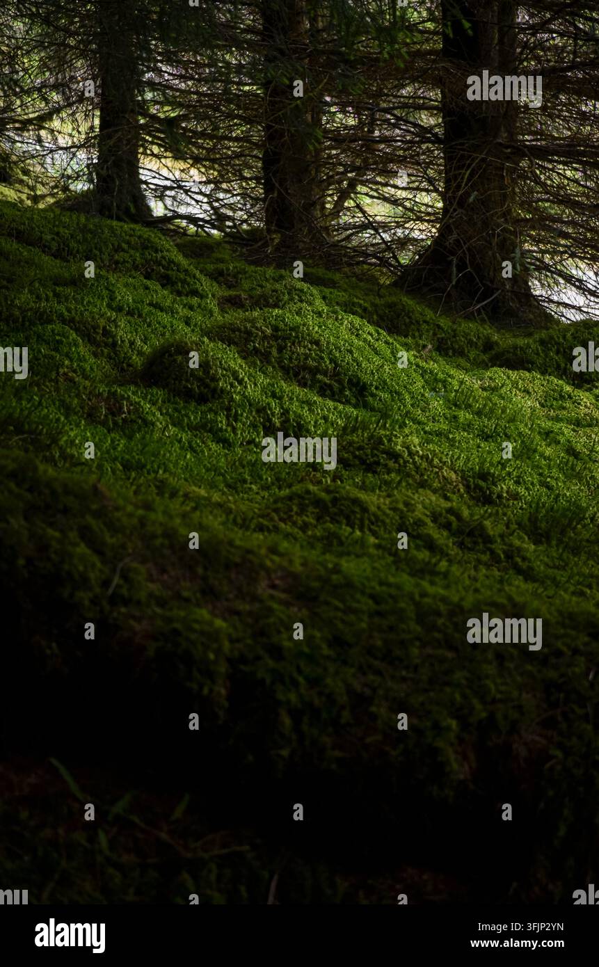 Musso verde lussureggiante che copre il suolo della foresta sotto alti alberi di conifere in un bosco ombreggiato. Foto Stock