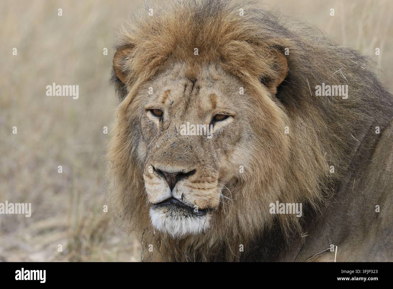 Leone africano selvatico in piedi nel suo habitat naturale della savana, che mostra la potenza e la maestà di uno dei predatori più iconici dell'Africa. Foto Stock