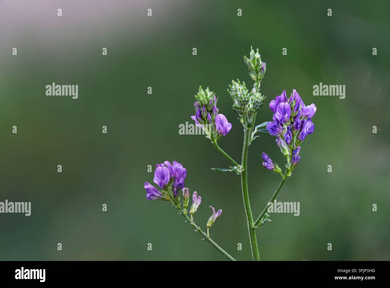 Piante di erba medica in fiore nel paesaggio della prateria vicino a Morden, Manitoba, Canada. Foto Stock