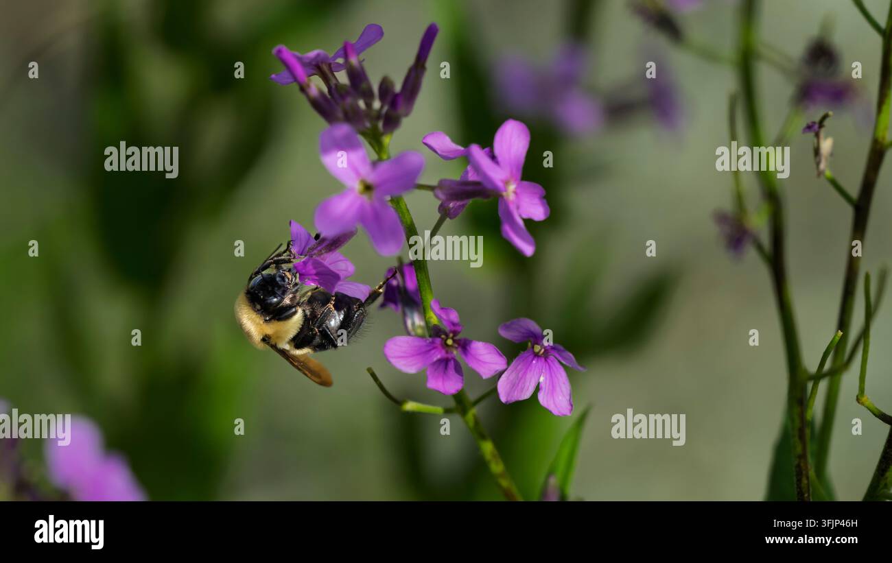 Un'ape che impollina fiori di fiordaliso selvatico nella Pembina Valley, La Riviere, Manitoba, Canada. Foto Stock