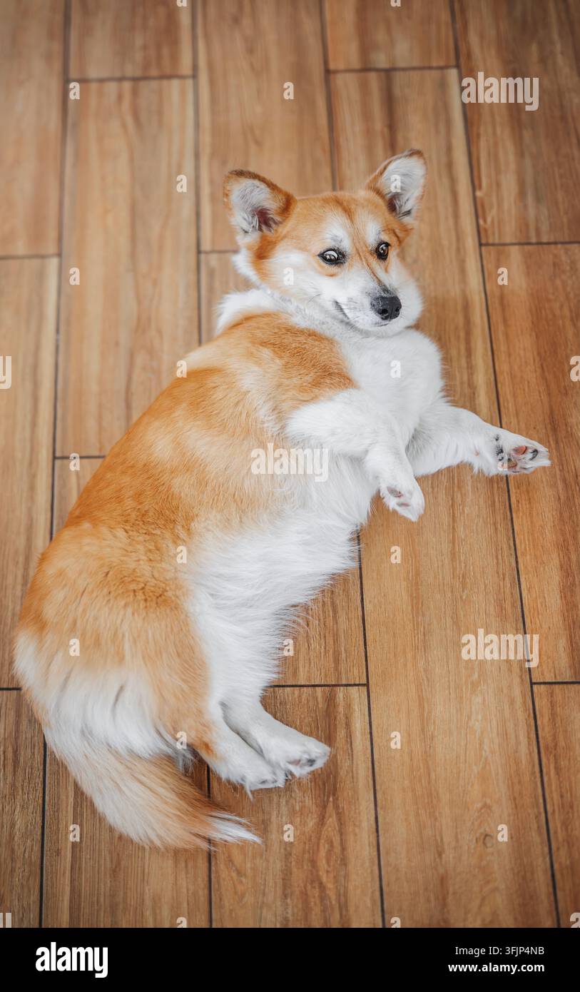 Pembroke Welsh Corgi sdraiato su pavimento di legno a casa Foto Stock