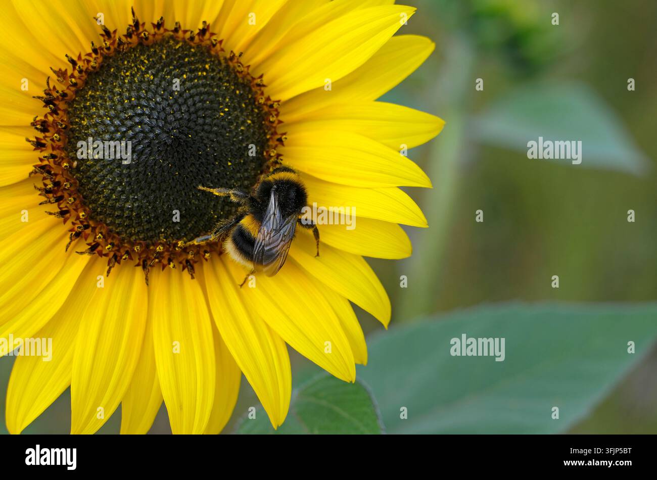 Ape che raccoglie polline da un girasole in un giardino inglese, Norfolk, Inghilterra Foto Stock