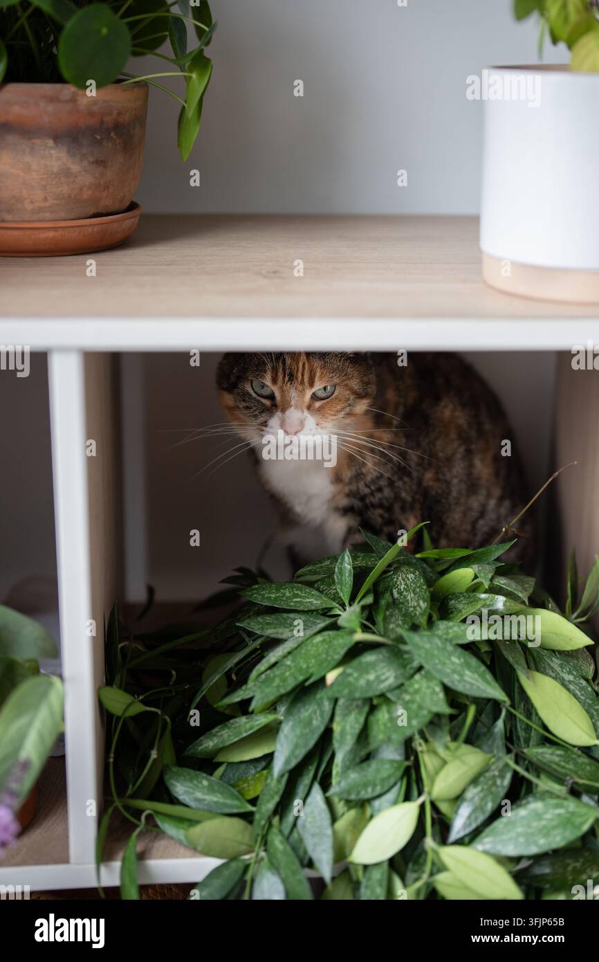 Gatto calico si nasconde tra lussureggianti piante d'appartamento su uno scaffale in un accogliente interno amichevole per gli animali. Foto Stock