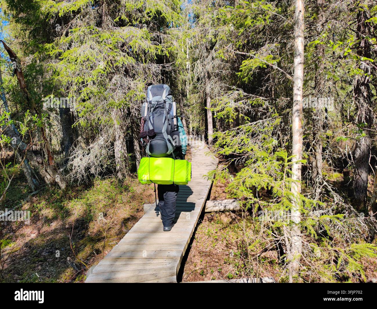Un escursionista che porta uno zaino pesante e un materassino per dormire cammina lungo un sentiero di passerelle di legno che si snoda attraverso una foresta di pini soleggiata in un parco nazionale a Lapl Foto Stock