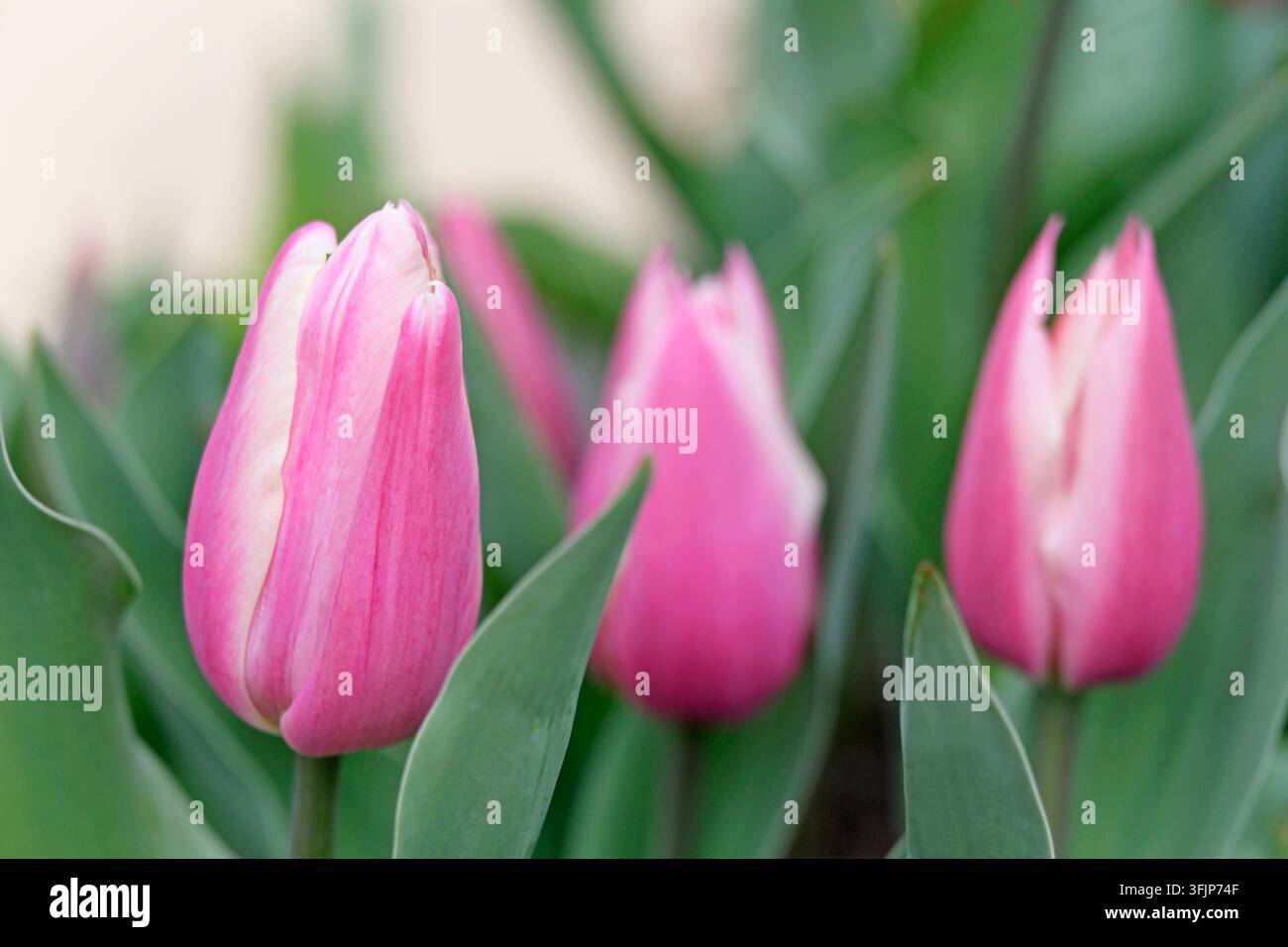 Tre tulipani rosa Foto Stock