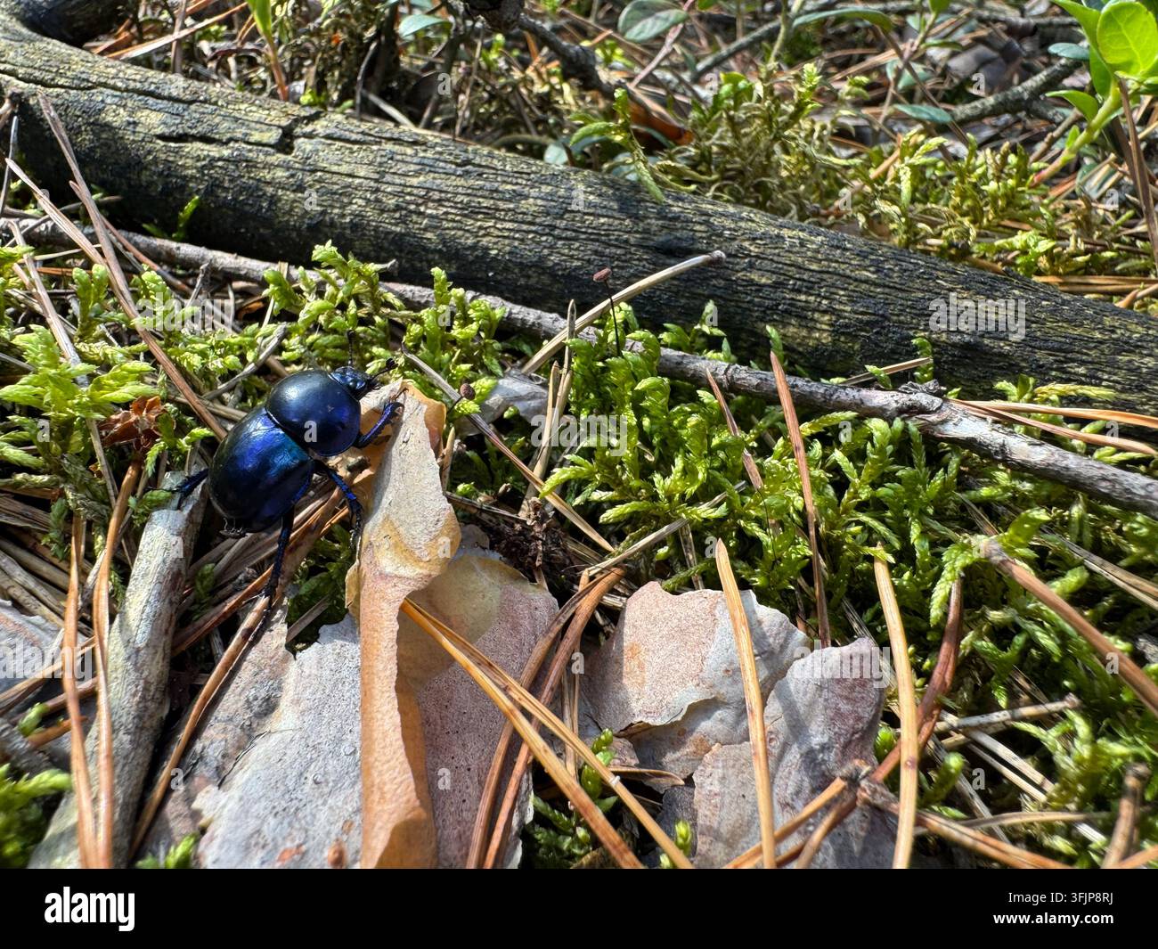 Scarabeo metallico blu su erba e foglie sul terreno della foresta, Bassa Slesia, Polonia Foto Stock