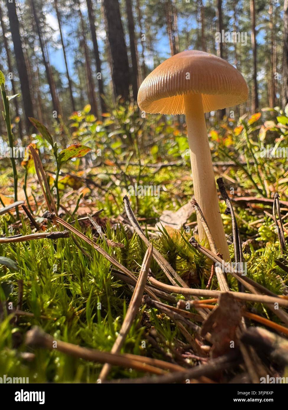 Piccolo fungo arancione-marrone che cresce tra il muschio verde sul suolo della foresta, Bassa Slesia, Polonia Foto Stock