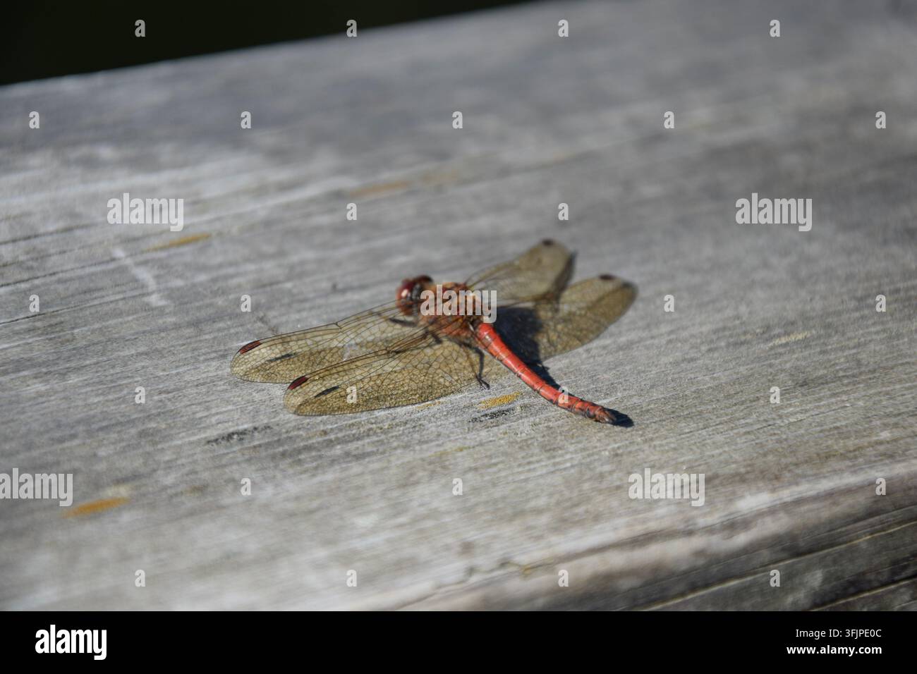 Libellula vista dall'alto con la coda rivolta verso la fotocamera su una panchina di legno, Svezia Foto Stock