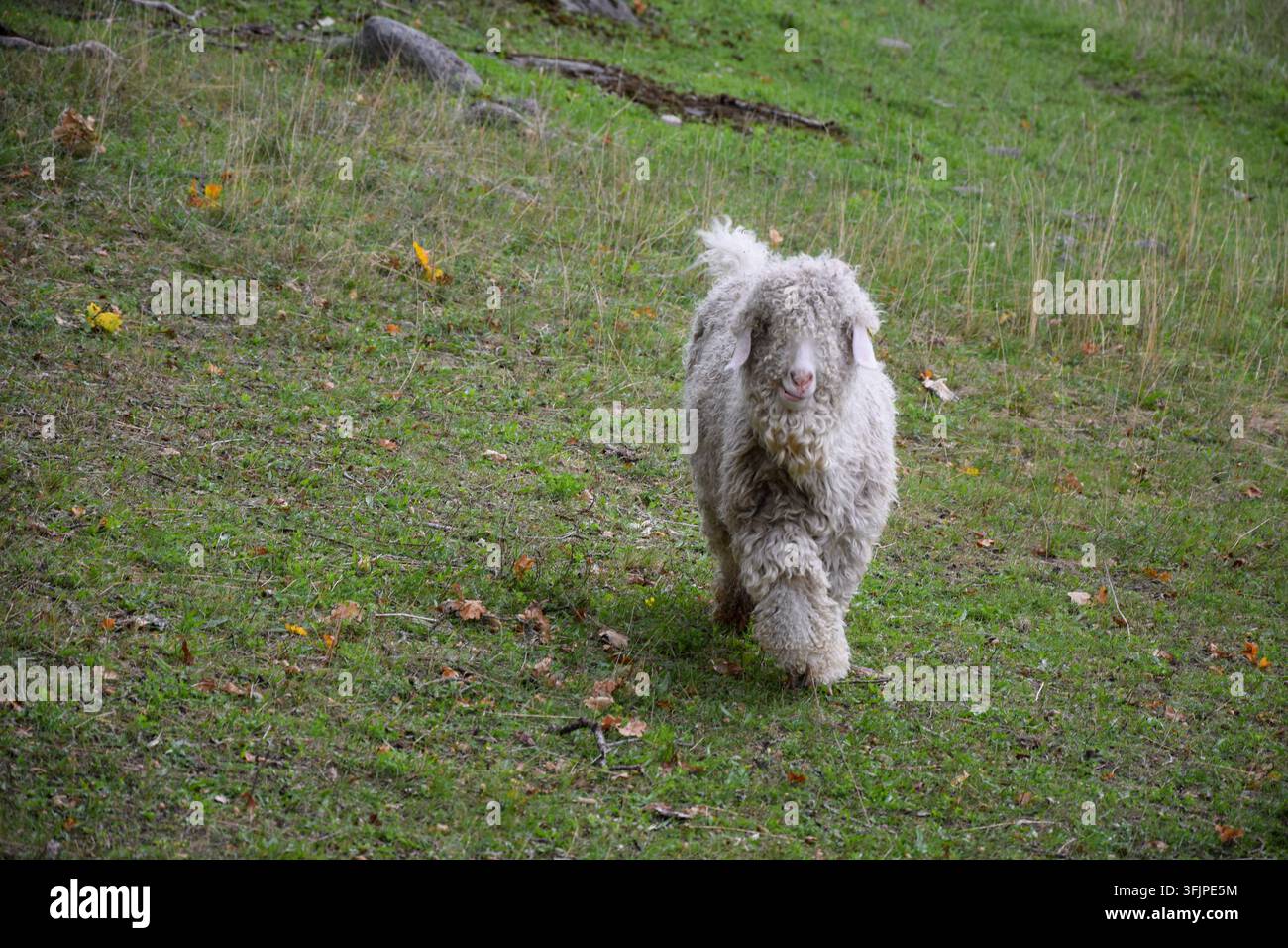 Capra Angora bianca che cammina verso la fotocamera Foto Stock
