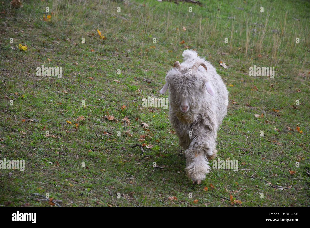 Capra Angora bianca che cammina verso la fotocamera con le corna visibili Foto Stock