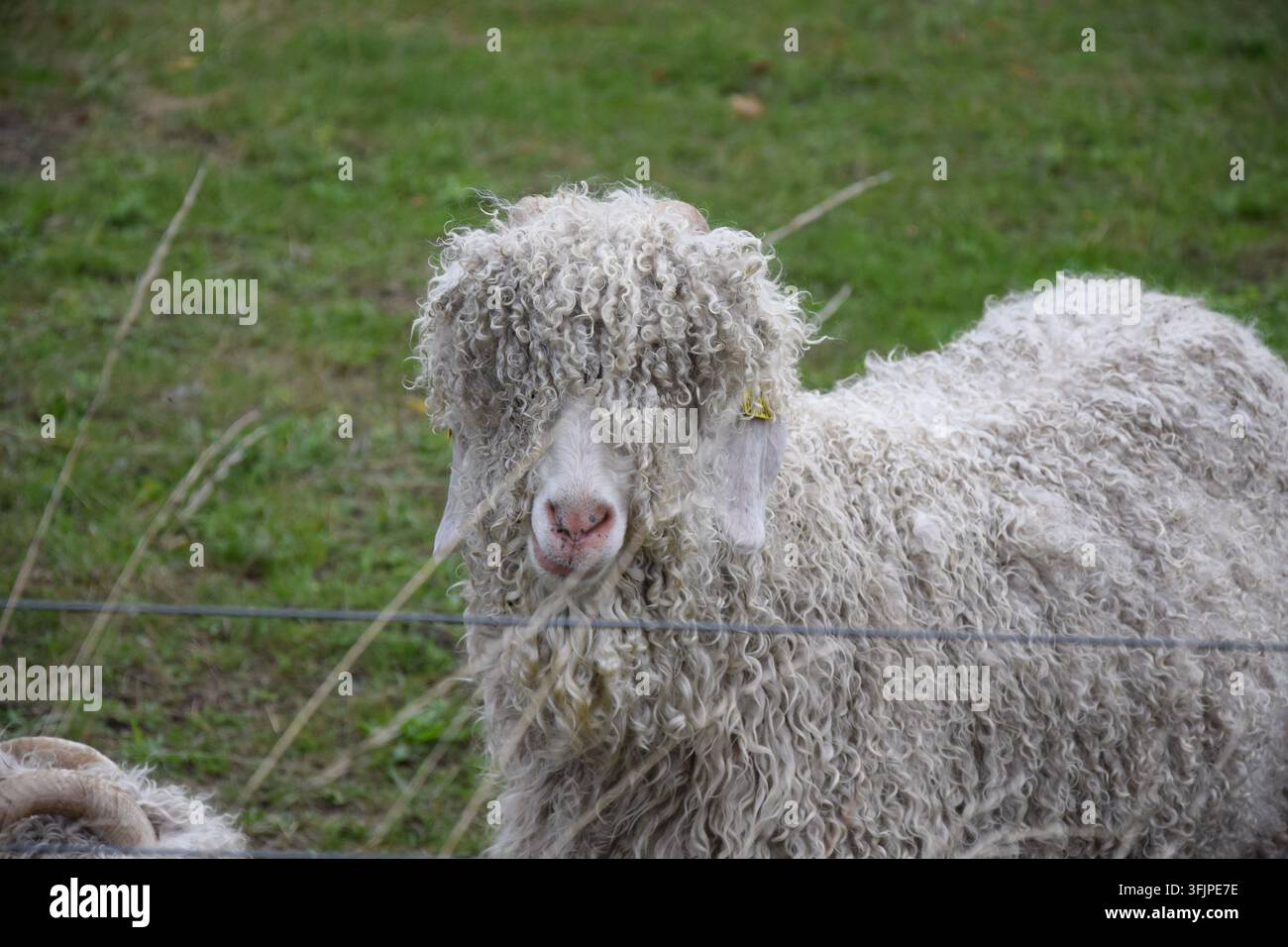 Capra d'Angora bianca a pelo lungo dietro una recinzione Foto Stock