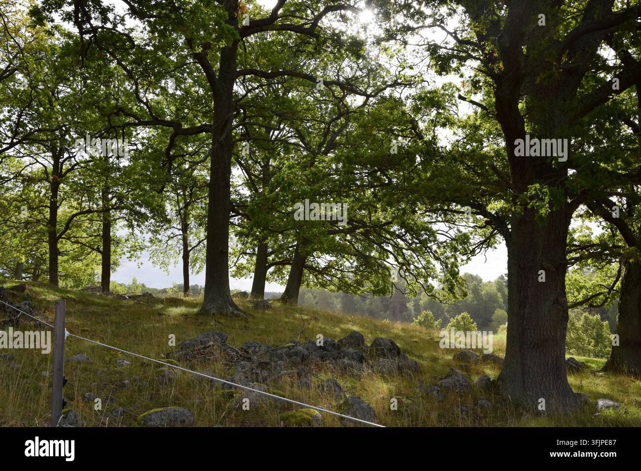 Luce del sole che filtra attraverso gli alberi su una piccola collina boscosa Foto Stock