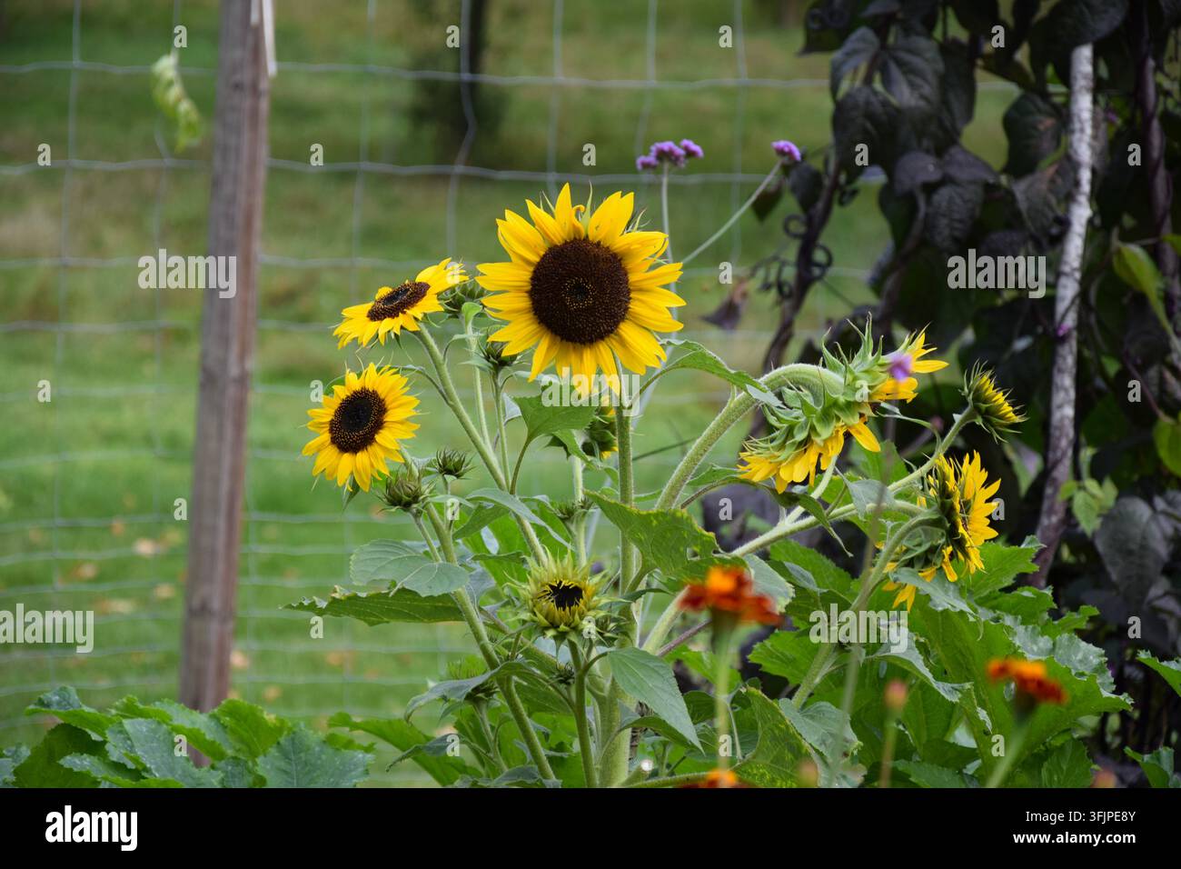Gruppo di girasoli in fiore che crescono insieme in un giardino Foto Stock
