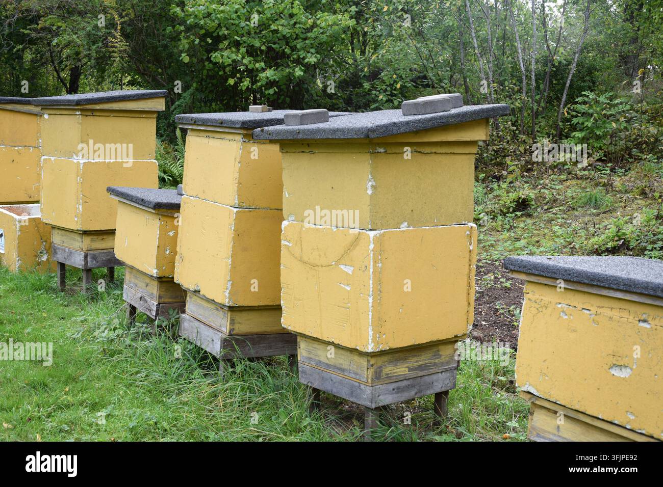 Filiera di alveari gialli in un ambiente boschivo Foto Stock