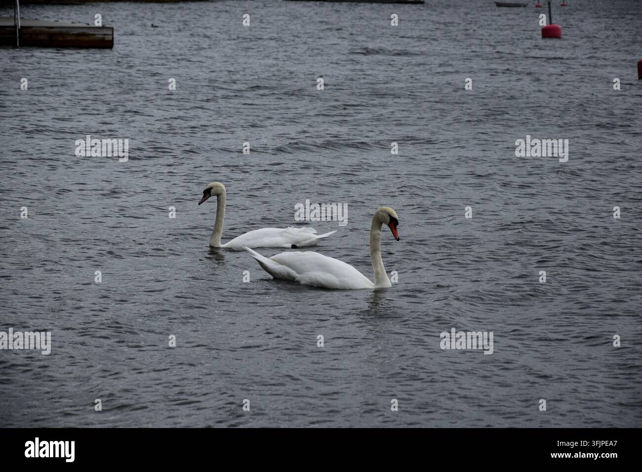 Due cigni reali che nuotano in direzioni diverse Foto Stock
