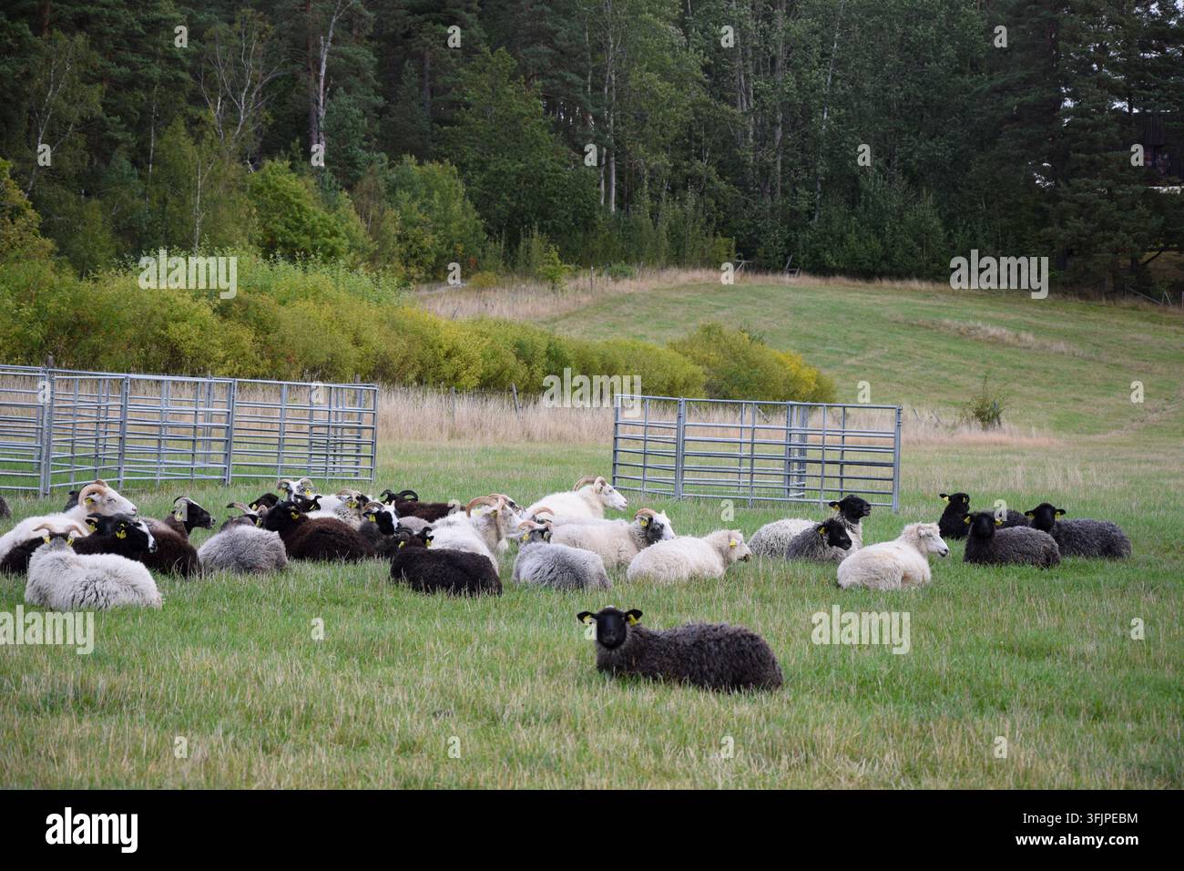 Gruppo di pecore che riposano insieme sull'erba Foto Stock