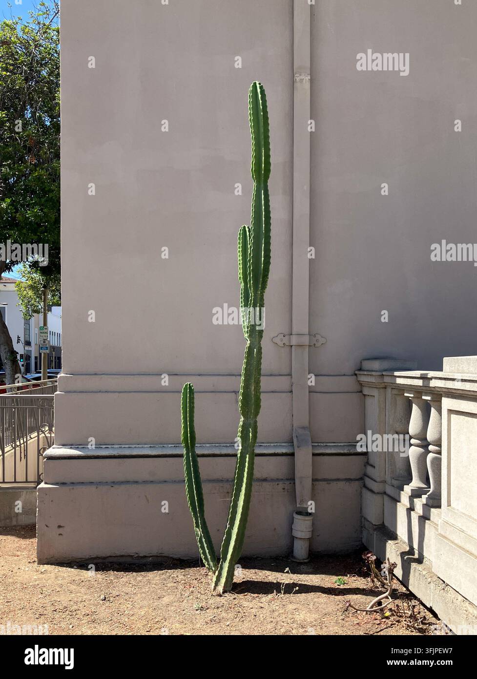 Cacto alto e snello a Pasadena, California Foto Stock
