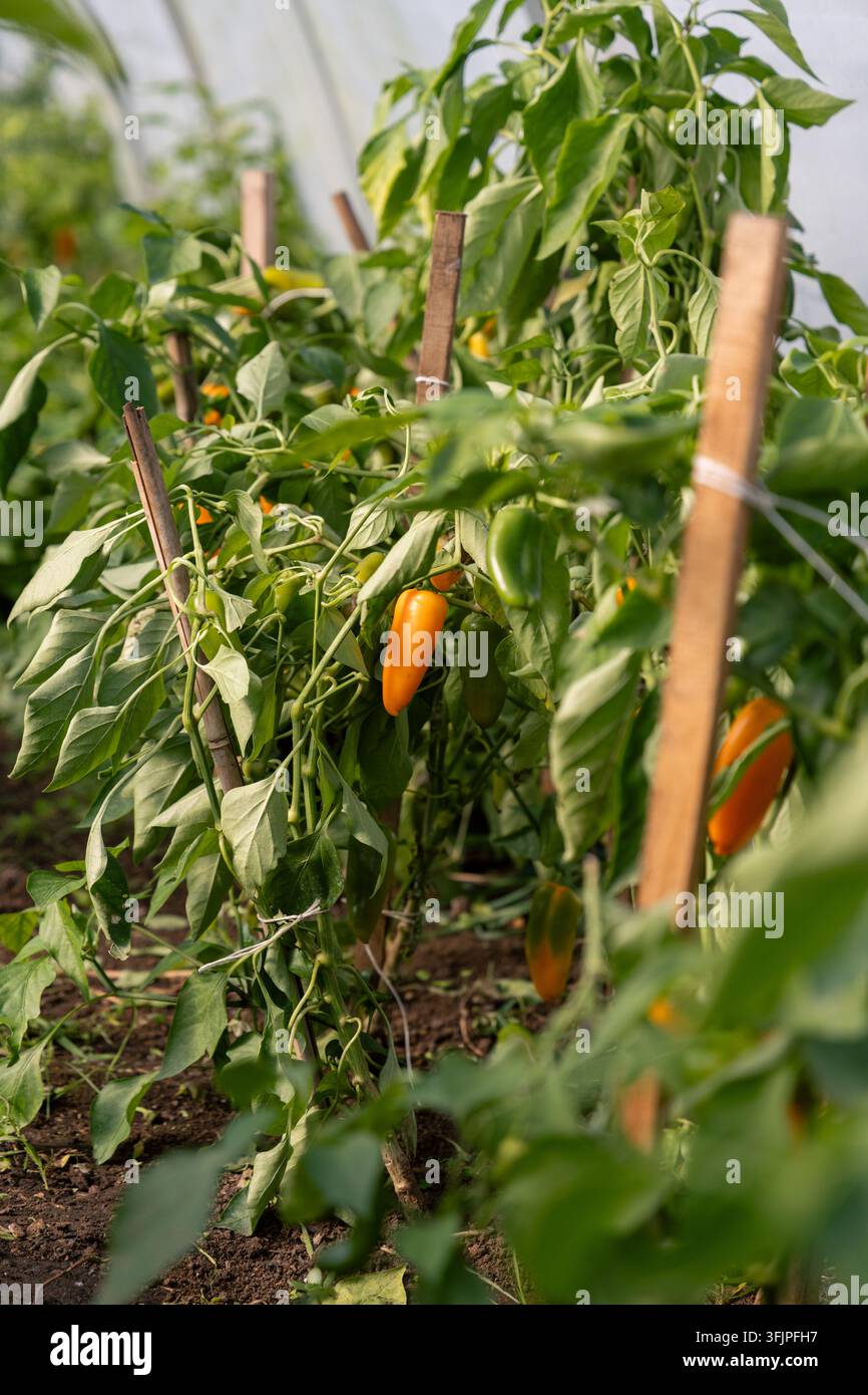 Un peperone arancione matura tra peperoni verdi su piante sorpportate all'interno di un tunnel plastico in un'azienda biologica. Foto Stock