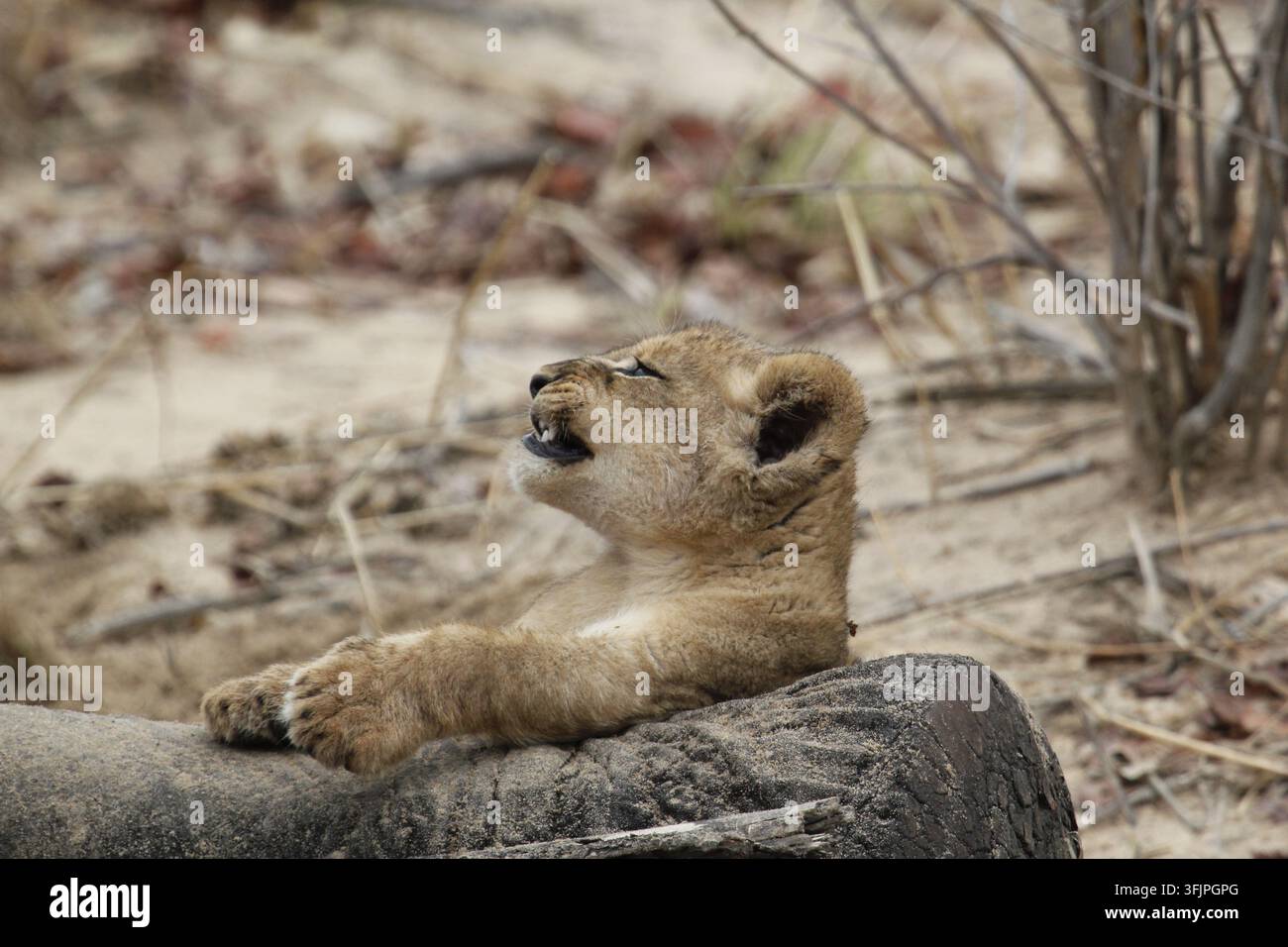 Grazioso cucciolo di leone africano che sbadiglia nella natura selvaggia, mostrando un comportamento naturale di riposo e rilassamento. Foto Stock