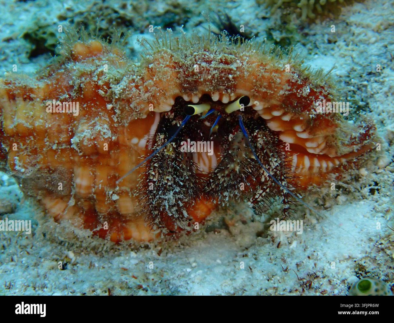 Eremo di arancio con macchie chiare e antenne estese che fuoriesce da una fessura corallina riparata. Foto Stock