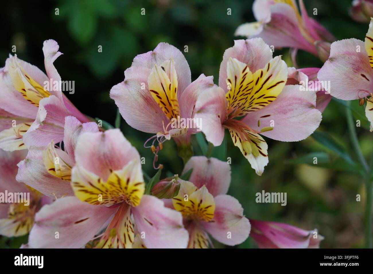 bello sfondo floreale di fiori in fiore estivi Foto Stock