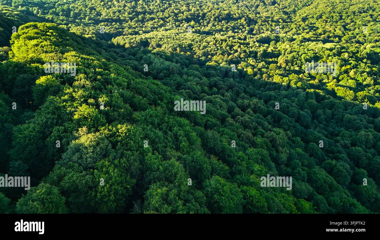 Una cresta inclinata di foresta verde scuro si estende diagonalmente nel fotogramma con luce screziata e ombre lunghe che rivelano le trame di legno incontaminato Foto Stock