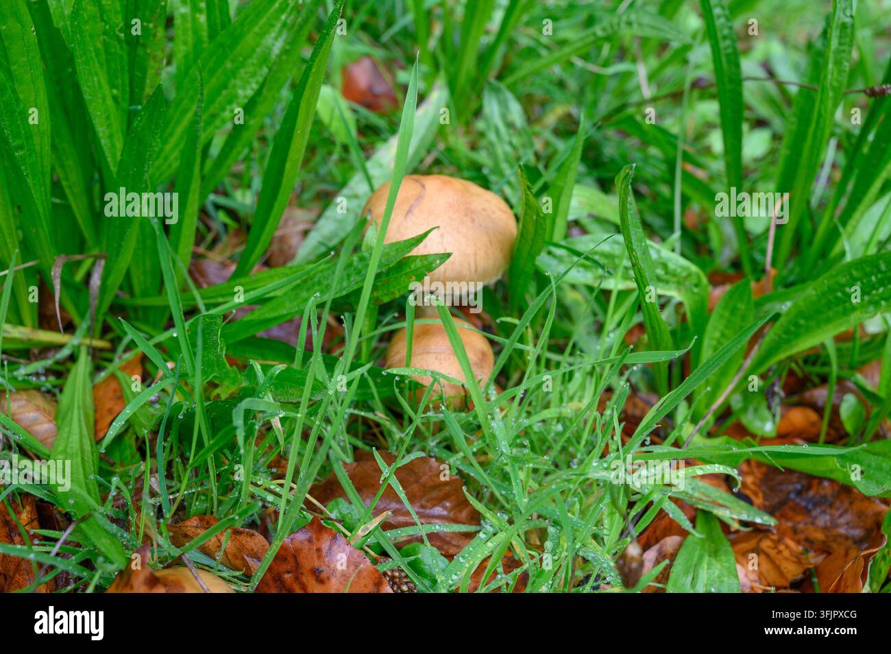 Funghi marroni selvatici che crescono nell'erba verde con la rugiada mattutina e le foglie cadute. Foto Stock