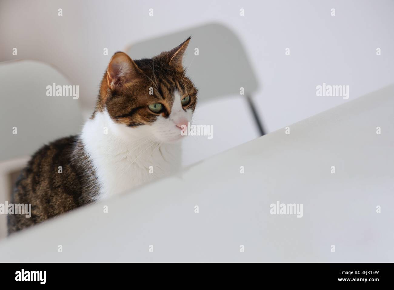 Gatto con occhi verdi che osserva da un nascondiglio, un'immagine minimalista per banner su animali domestici, attenzione, sorpresa e vita domestica. Foto Stock