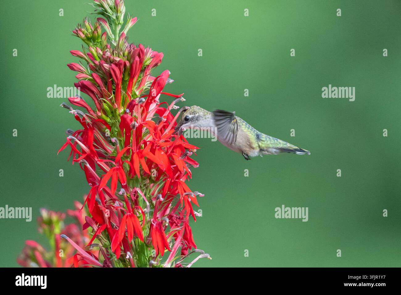 Colibrì dal collare rubino (Archilochus colubris) coperto di polline si libra accanto a un fiore cardinale rosso nel giardino Foto Stock