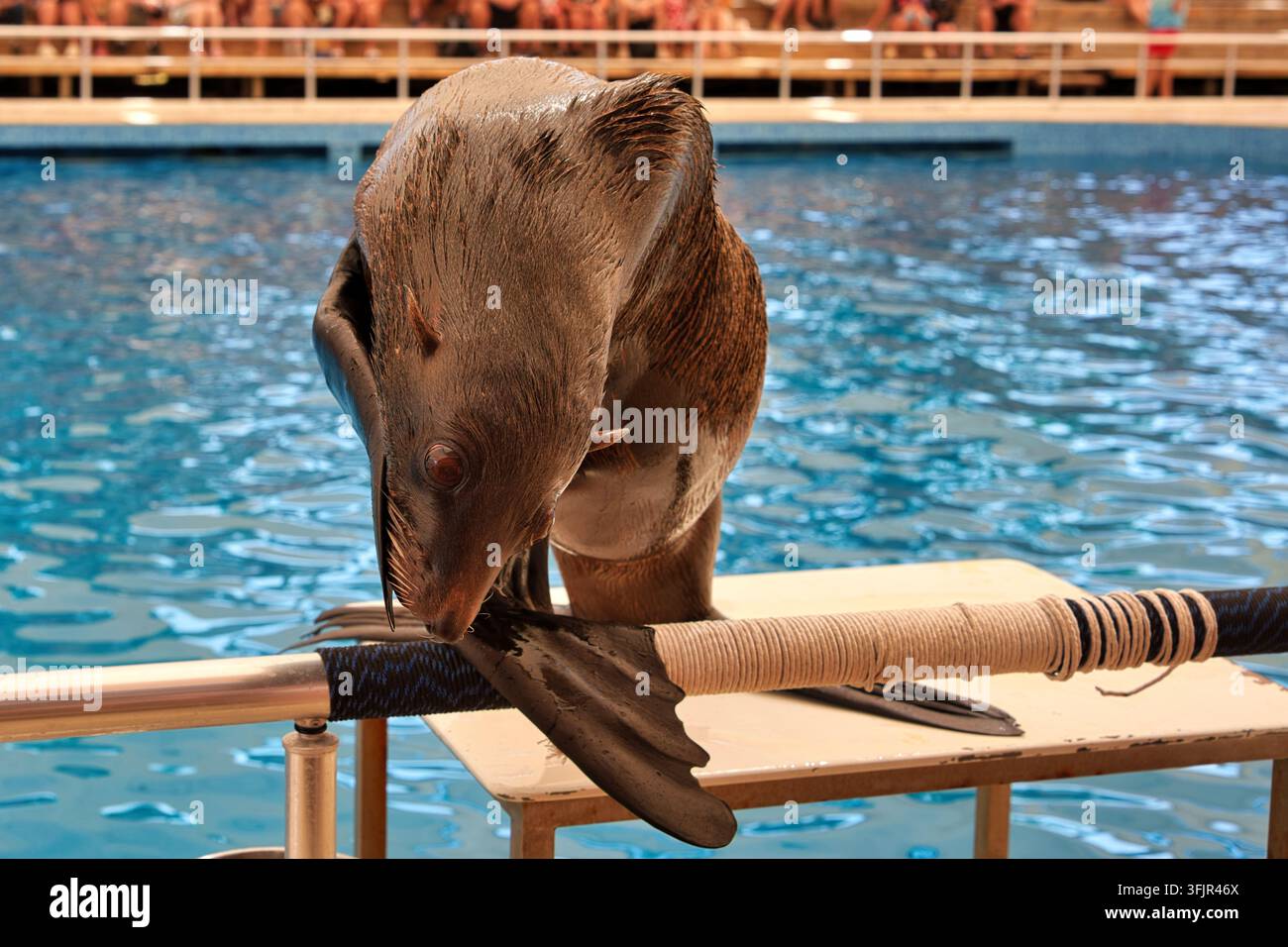Primo piano di un foca marrone bagnato che guarda la sua pinna su una piattaforma accanto a una piscina blu durante uno spettacolo acquatico Foto Stock