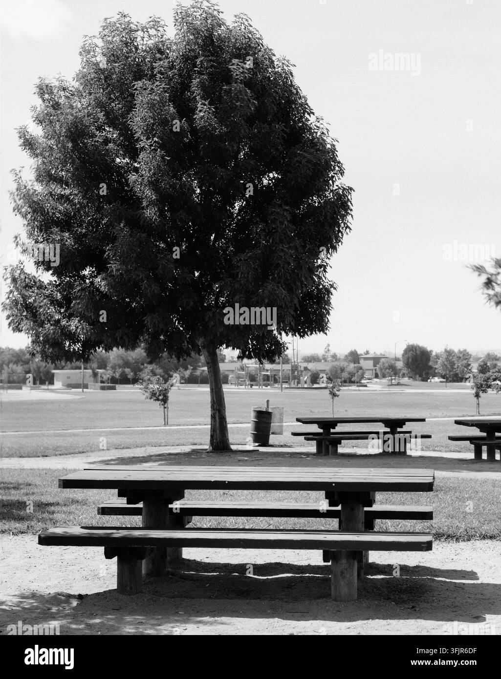 Scattata a Milpitas, California, nel 1982, questa tranquilla scena del parco mostra panchine di legno posizionate vicino a un albero maturo su un prato. Il paesaggio circostante presenta edifici bassi e un cielo sereno, offrendo un ambiente esterno tranquillo per ricreazione e svago. Milpitas, Contea di Santa Clara, California, USA Foto Stock