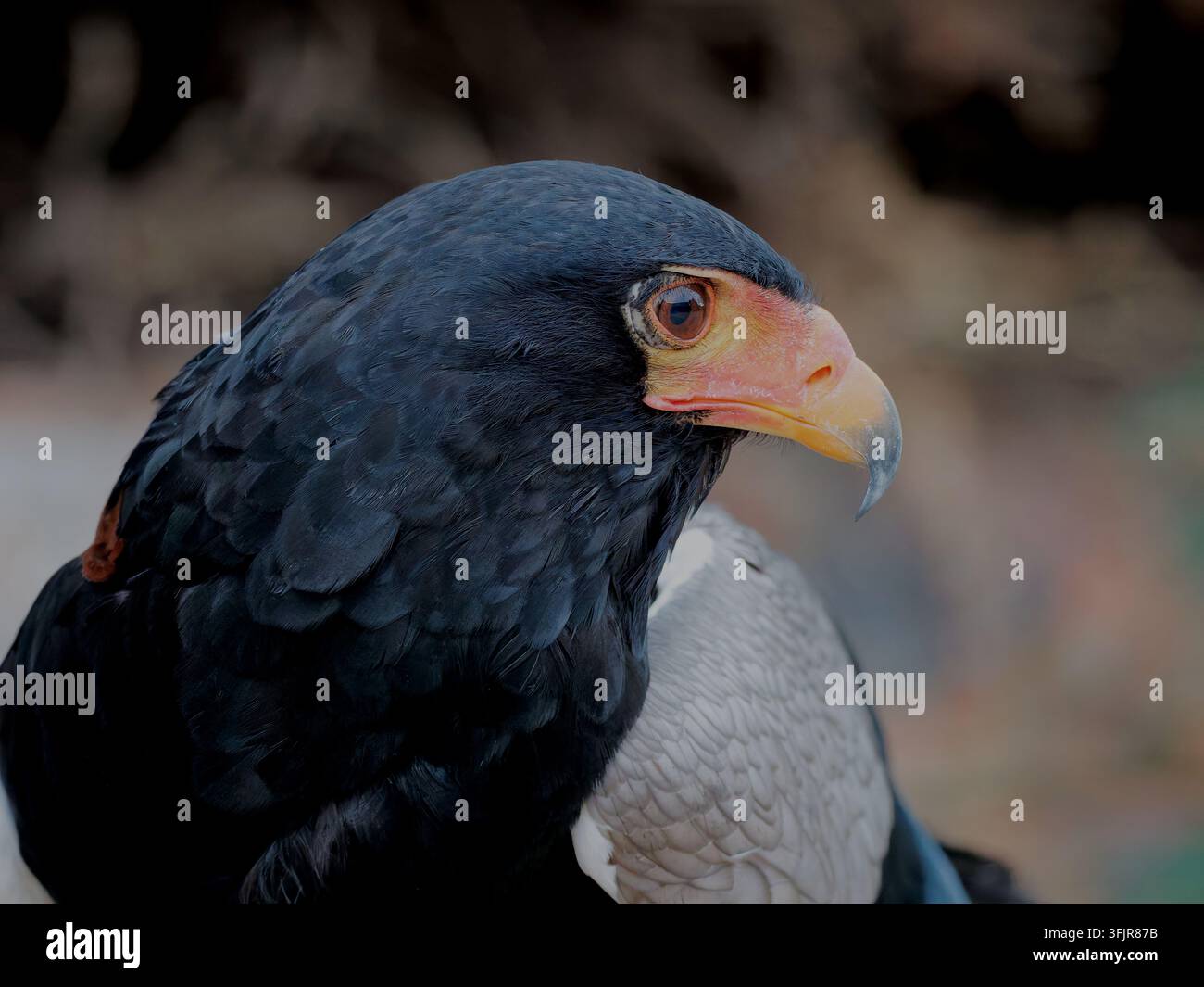 Aquila di Bateleur Foto Stock