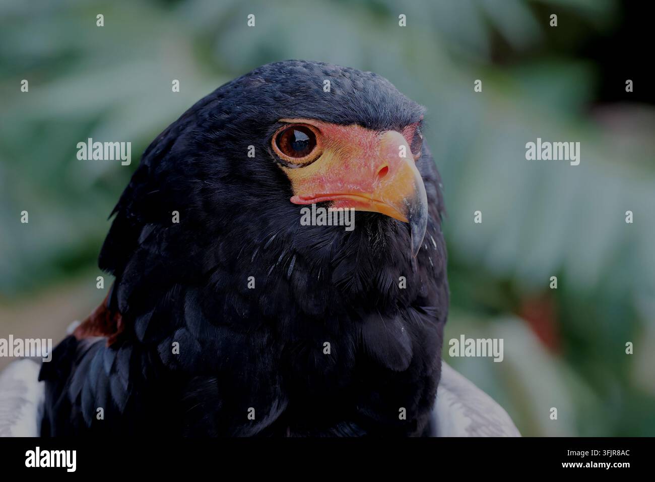 Aquila di Bateleur Foto Stock
