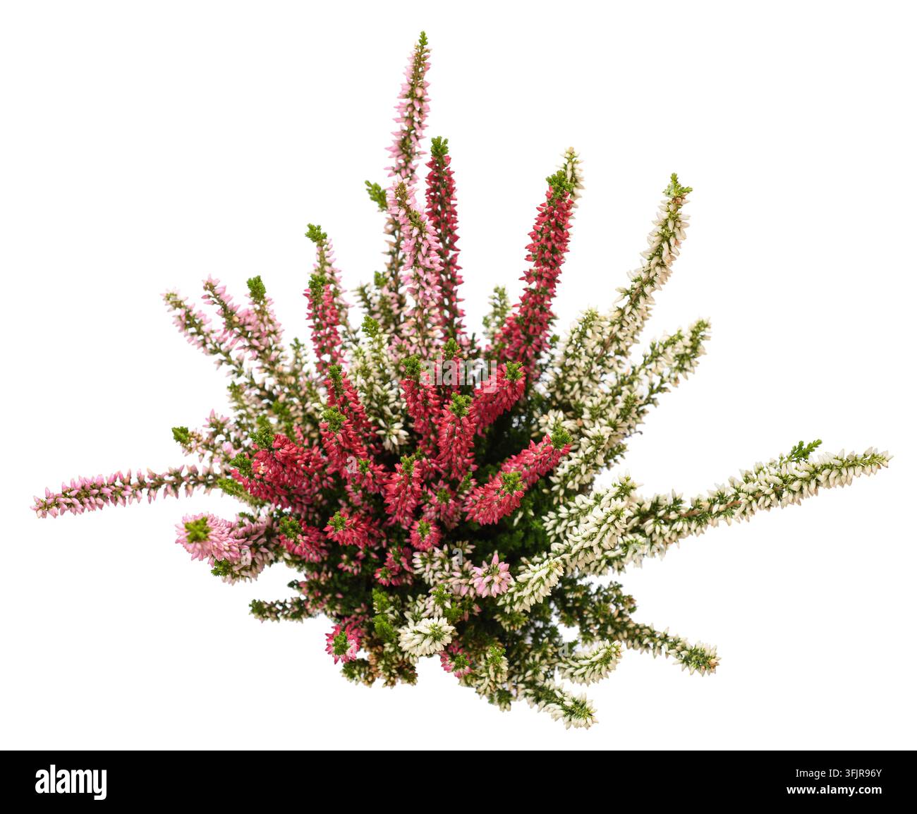 Fiori di Calluna isolati su sfondo bianco Foto Stock