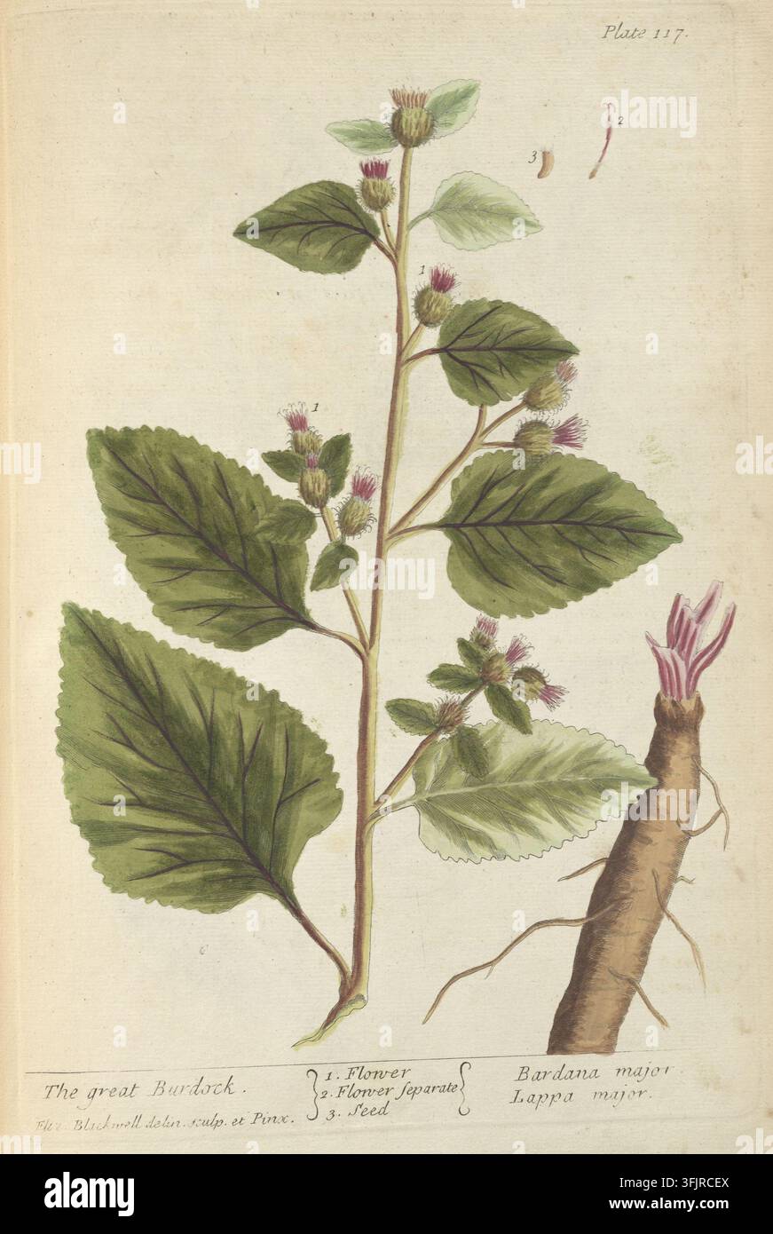 Illustrazione di piatto di libro raffigurante La grande bardana, di Elizabeth Blackwell (c1700-1758), da 'A curious herbal', datato 1739. Tavola 117. Pubblicato a Londra da John Nourse. Foto Stock