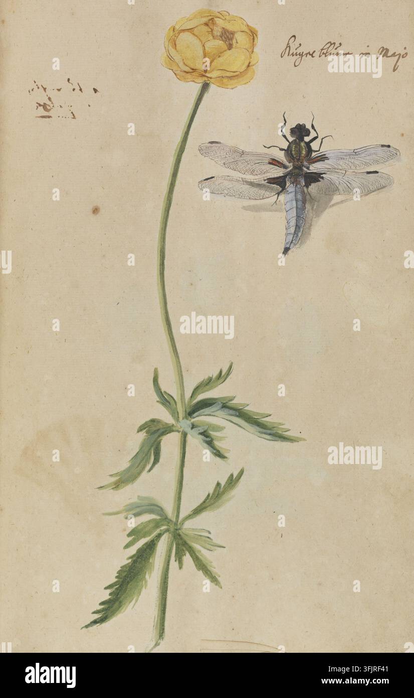 Disegno raffigurante Trollius europaeus, di Frans George Beissner (fl.1680), dagli album Stephenson Clarke; Fiori da giardino olandesi Vol.2 della collezione Beissner, datato 1680. Un fusto verde alto con foglie verdi e un fiore giallo in cima si erge su uno sfondo beige con una libellula blu-grigia dalle ali traslucide posizionata nelle vicinanze. Acquerello su carta fatta a mano, rilegato. Nome volgare inglese: fiore globo. Foto Stock