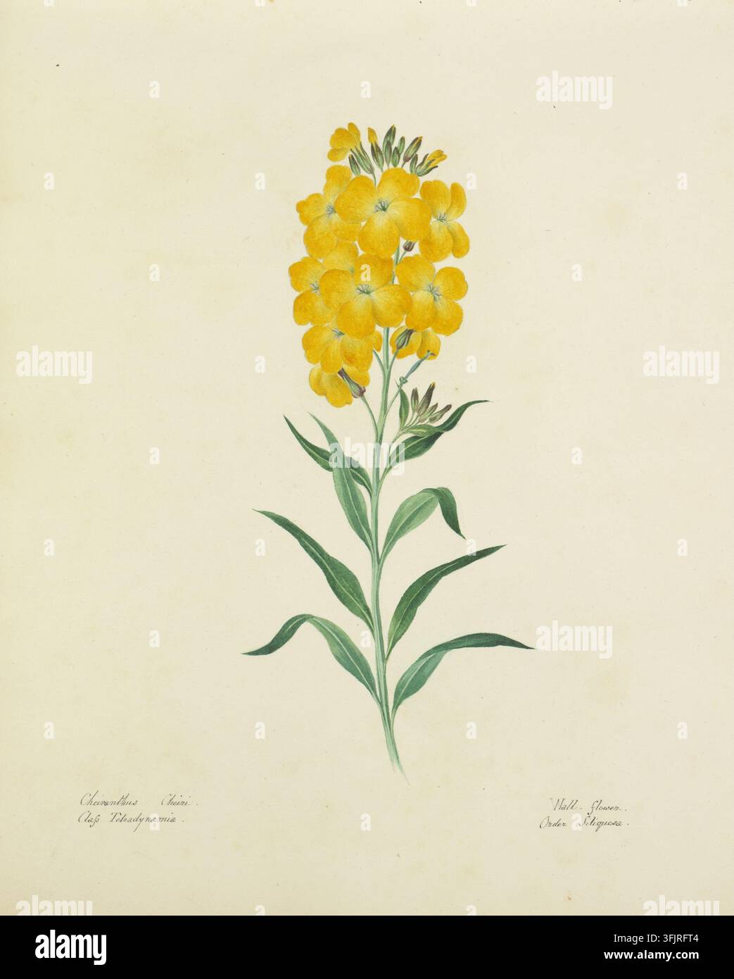 Disegno raffigurante il Cheiranthus Cheiri, comunemente noto come violacciocca, di Lydia Penrose (1787-1842), dalla collezione Flora Devoniensis, datato 1800. Un'illustrazione botanica di un singolo stelo con un grappolo di fiori gialli in cima e foglie verdi lungo lo stelo su uno sfondo beige chiaro. Pittura ad acquerello, 21,75 cm x 26,5 cm, carta. LL: Cheiranthus Cheiri, Classe Tetradynamia; LR: Violacciocca, Ordine Siliquosa. Nomi vernacoli inglesi: Violacciocca comune; Violacciocca gilly; Gilly invernale; Gilly giallo. Foto Stock