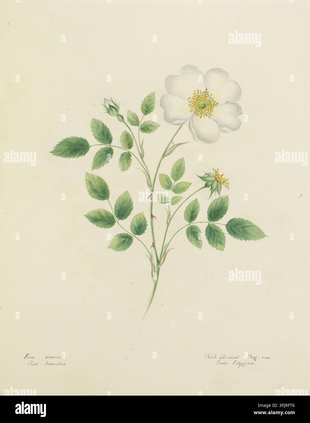 Disegno raffigurante Rosa arvensis, comunemente nota come rosa, di Lydia Penrose (1787-1842), dalla collezione Flora Devoniensis, datato 1800. Un'illustrazione botanica delicata di uno stelo fiorito con un'unica fioritura bianca, un paio di boccioli e un gruppo di foglie verdi su uno sfondo crema pallido, con tocchi di giallo al centro del fiore e un sottile rosa sullo stelo. Pittura ad acquerello, 21,75 cm x 26,5 cm, carta. LL: Rosa arvensis, Classe Icosandria; LR: Rosa canina a fiori bianchi, Ordine Polygynia. Nomi vernacolari inglesi: rosa di campo, rovo, roveto, cespuglio di rovo, rosa di rovo. Foto Stock